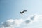 Seagull flying in the blue sky