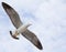 Seagull flying on the blue sky