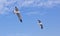 Seagull flying on the blue sky