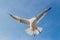 Seagull is flying in the blue sky