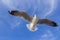 Seagull is flying in the blue sky