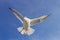Seagull is flying in the blue sky
