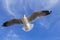 Seagull is flying in the blue sky