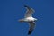 Seagull flying on blue sky