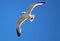 Seagull flying in blue sky during Michigan summer