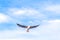 Seagull is flying in the blue sky. It is a seabird, usually grey and white. It takes live food crabs and small fish