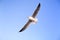 Seagull is flying in the blue sky. It is a seabird, usually grey and white. It takes live food crabs and small fish