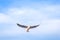 Seagull is flying in the blue sky. It is a seabird, usually grey and white. It takes live food crabs and small fish