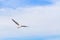 Seagull is flying in the blue sky. It is a seabird, usually grey and white. It takes live food crabs and small fish