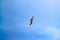 Seagull flying in blue sky. Silhouette of soaring gull.