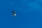 Seagull flying with blue sky and some clouds