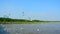 Seagull flying on blue sky in sunshine day