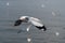 Seagull flying with blur background