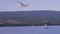 Seagull flying Brac