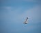 Seagull Flying in the Bright Blue Sky