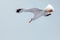 Seagull flying on a clear light grey sky, descending
