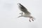 Seagull flying closeup wings spread black wing tip