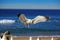 Seagull flying and crying on the hermosa beach