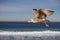 Seagull flying and crying on the hermosa beach