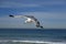 Seagull flying on the hermosa beach, California