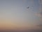 Seagull flying high at dawn
