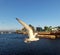 Seagull flying in La Guancha in Ponce, Puerto Rico