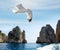 Seagull flying near the Faraglioni cliffs on island Capri.Italy.