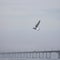 Seagull flying near Paton Bridge Ukraine
