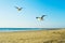 Seagull flying in Newport Beach