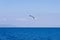 Seagull flying over Aegean sea with greek islands in background