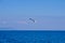 Seagull flying over Aegean sea with greek islands in background