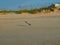 Seagull Flying over the Atlantic Coastline at Carolina Beach