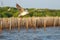 Seagull flying over the bamboo sea water barrage