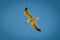 Seagull flying over the blue sea