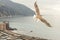 Seagull flying over Camogli, italy