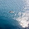 seagull flying over Caspian sea