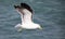 Seagull flying over the deep waters of the shark alley in the Atlantic Ocean in Gansbaai South Africa