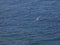 Seagull flying over the mediterranean sea