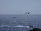 Seagull flying over the mediterranean sea