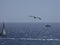 Seagull flying over the mediterranean sea