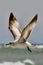 Seagull Flying Over the Ocean Surf