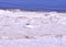 Seagull Flying Over Salton Sea Beach