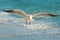Seagull flying over the sea