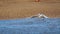 A seagull flying over the sea carrying food