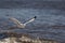Seagull flying over the sea. Coastal wildlife image with copy sp