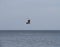 seagull flying over the sea Gulls over the sea. Seagulls in flight.