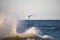 Seagull flying over the sunlit splash of wave