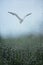 A Seagull Flying Over threes Seen Through Window