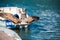 The seagull is flying over the water in Sete, Languedoc Roussillon, France. Close-up.