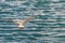 The seagull is flying over the water in Sete, Languedoc Roussillon, France. Copy space for text.